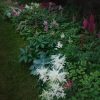 Вечер, нижний сад. На переднем плане "White Sensation". 💚🌾💚✨💚