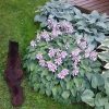 Оссе 🐈 и хосты 💙🌿💜🍀