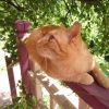Портрет. 🐱 Персик на перилах крыльца. 💛☀🍀