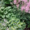 На северной стороне дома💚 Хосты Katie Q, 🍀зелёная волнистая Clovelly, 🌿 и неизвестная астильба из Эстонии высотой 1м.🌸