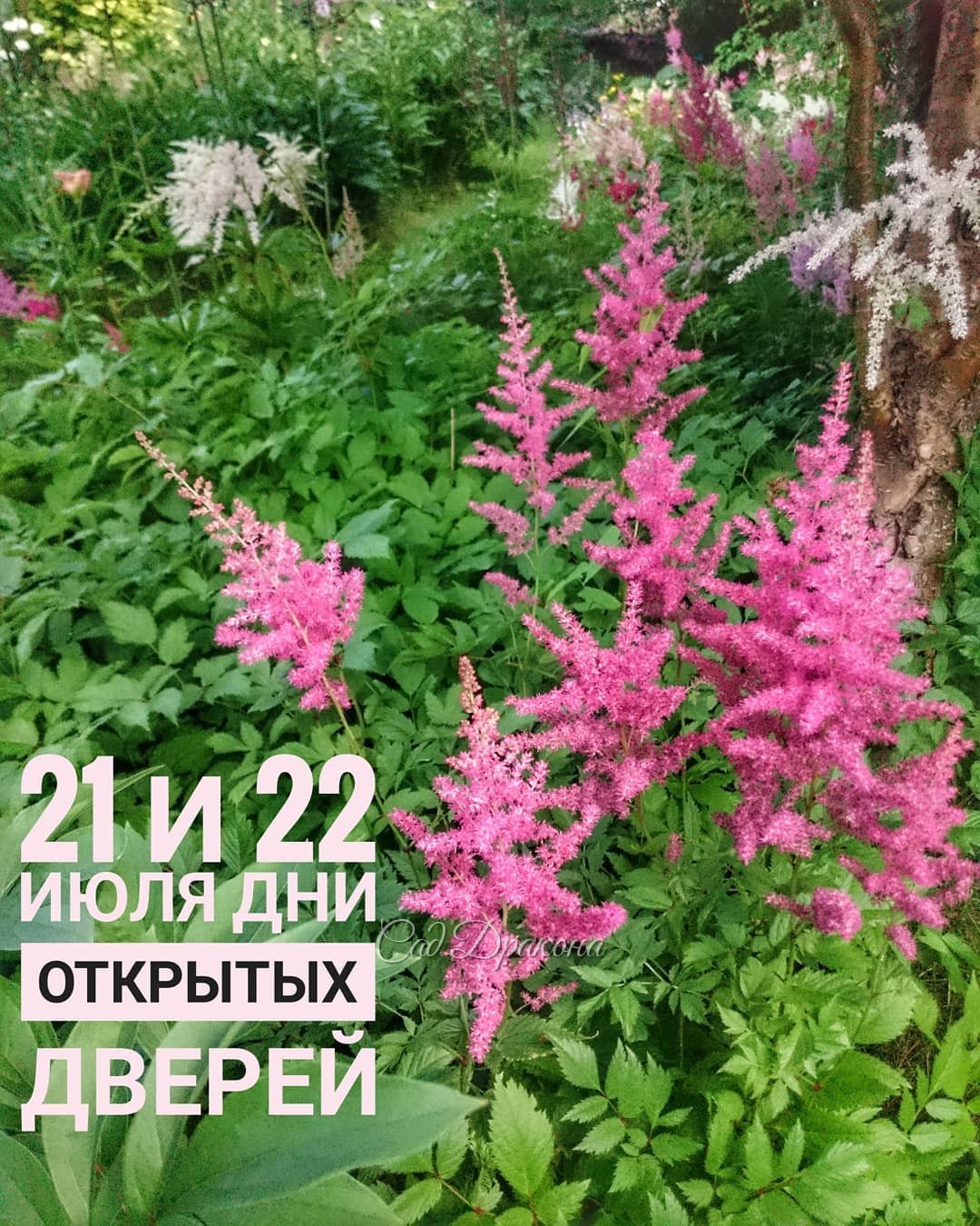 В эти выходные приглашаем полюбоваться цветущими лилейниками, астильбами, и, конечно, хостами! ???