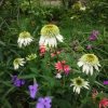 Вокруг эхинацей 🌻стихийно насеялись разноцветные традесканции - сиреневые, мажентовые, розовые... Ну и что с этим делать? 🌸 Осенью постараемся рассадить...
