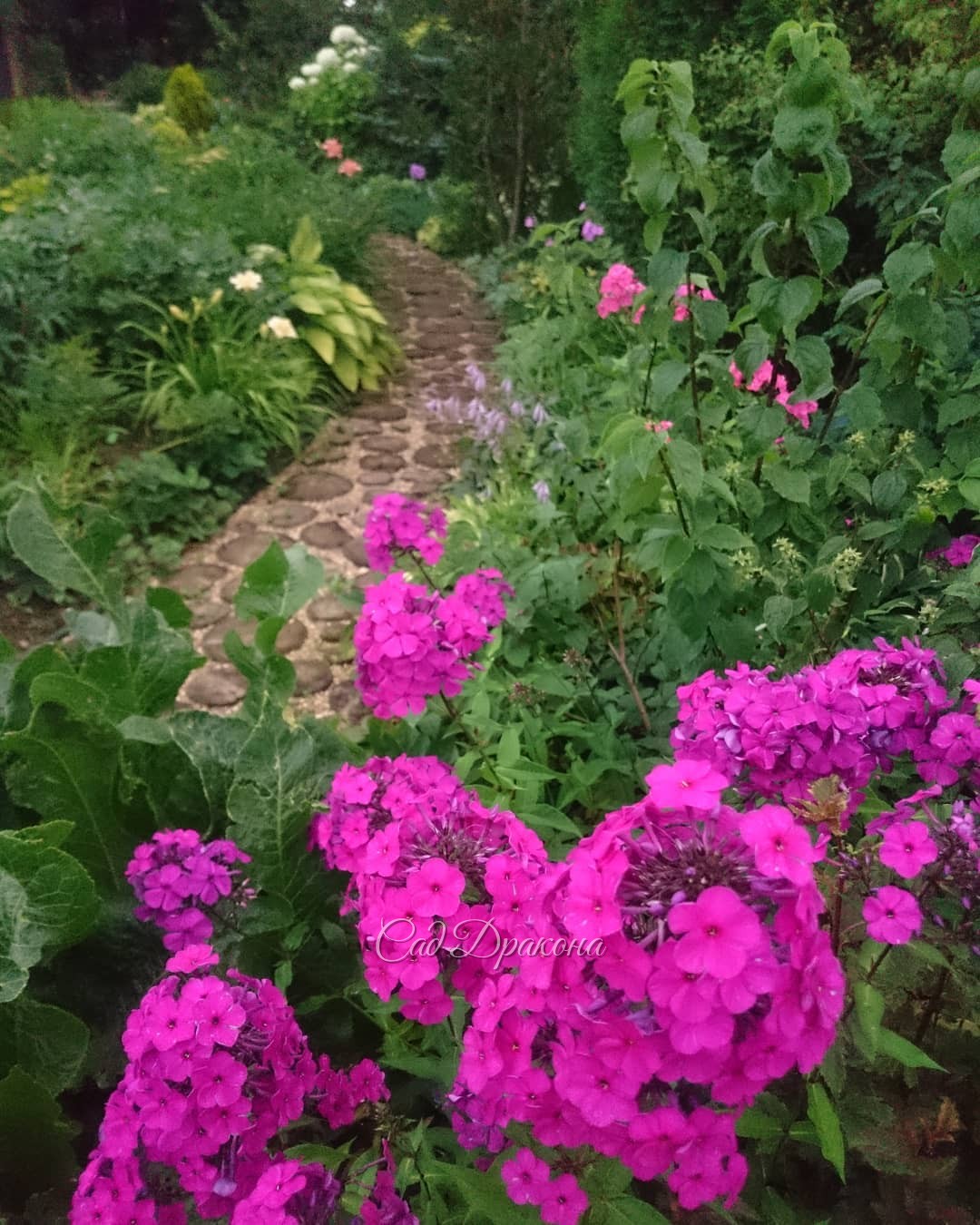 Дорожка от флокса ? к гортензии) ?