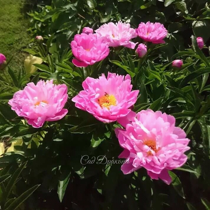Pink Delight 🌼 на второй день цветения. Интересная форма цветов, невысокий крепкий кустик - этот сорт подходит для садов в современном стиле. 🌼