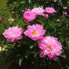Pink Delight 🌼 на второй день цветения. Интересная форма цветов, невысокий крепкий кустик - этот сорт подходит для садов в современном стиле. 🌼