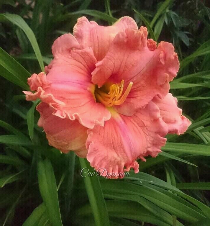 Сегодняшний подарок - Renie's Delight. 🌺