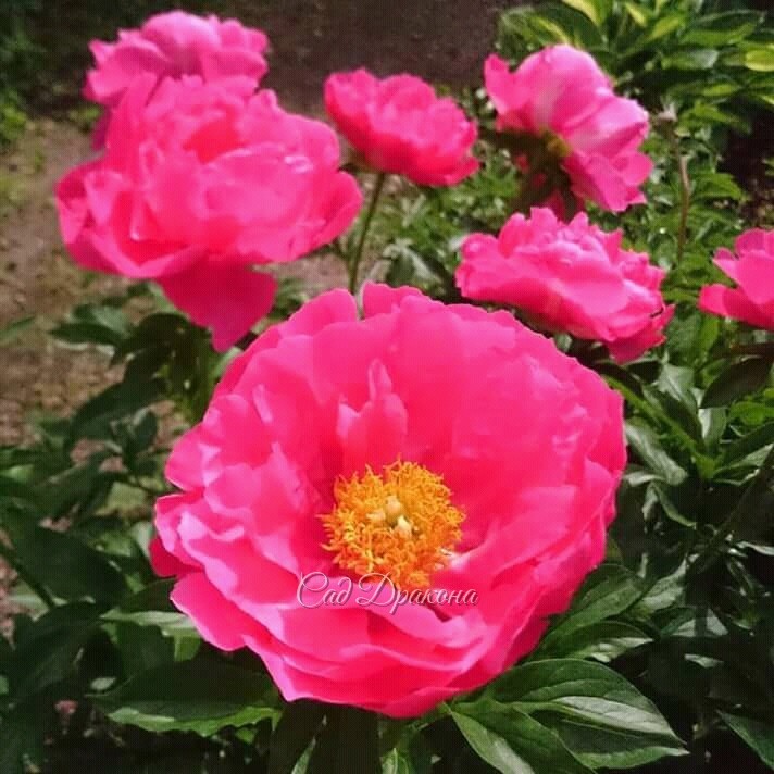 Peony Paula Fay 🌼На таких суперярких цветах камера телефона с трудом наводится на резкость.) 🌼💖