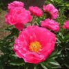 Peony Paula Fay 🌼На таких суперярких цветах камера телефона с трудом наводится на резкость.) 🌼💖