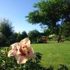 Лилейник Darya на фоне поляны 🌺 и в капельках от полива. 💦