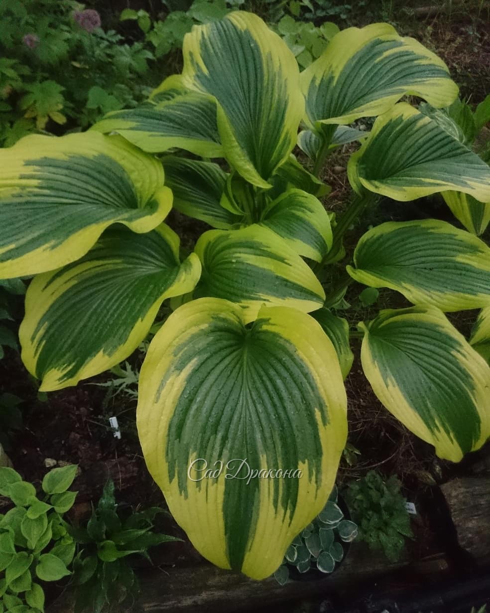 Огромная и прекрасная хоста горная золотистоокаймлённая. ???Hosta montana Aureomarginata.??? На втором фото - для сравнения - размеры, цвета, фактуры... ???