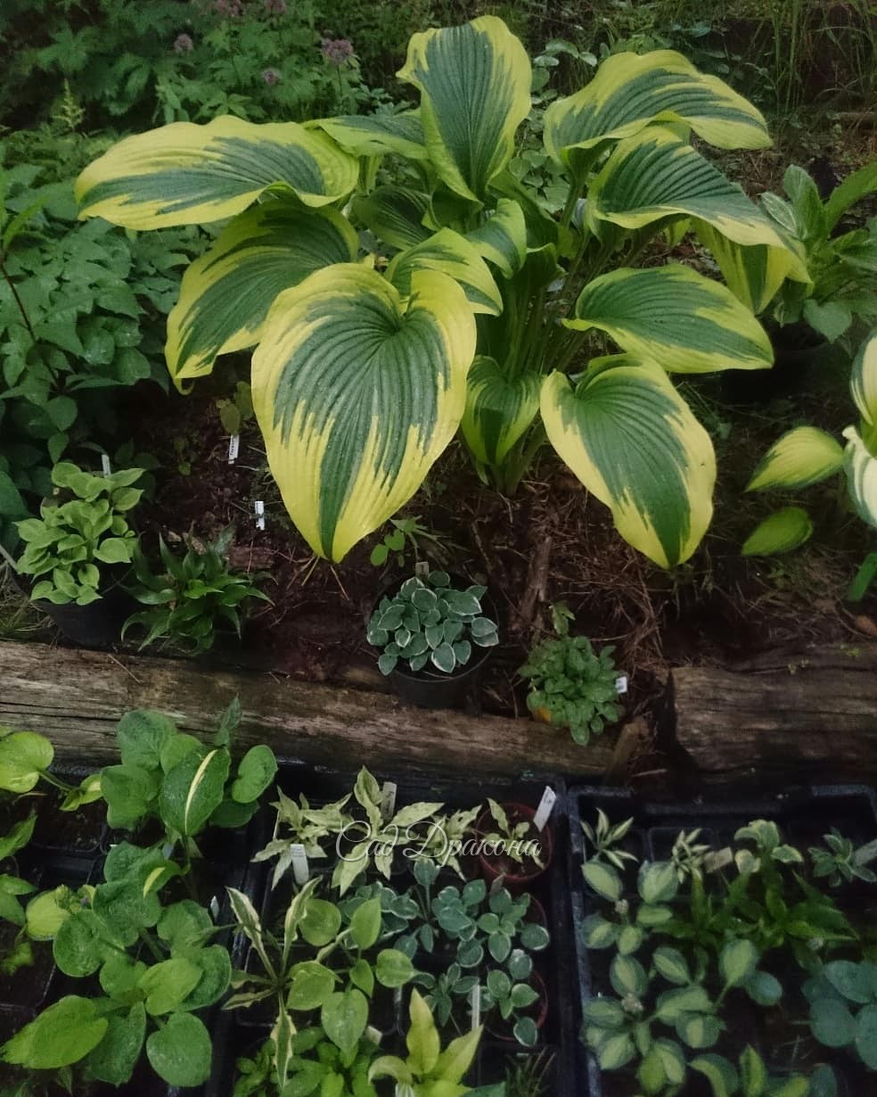 Огромная и прекрасная хоста горная золотистоокаймлённая. ???Hosta montana Aureomarginata.??? На втором фото - для сравнения - размеры, цвета, фактуры... ???