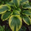 Огромная и прекрасная хоста горная золотистоокаймлённая. 🌿💚💛Hosta montana Aureomarginata.💚💛🌿 На втором фото - для сравнения - размеры, цвета, фактуры... 😀🌳🌾
