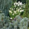 Гортензии Phantom и Early Sensation в окружении хвойных. 💐🌲💚