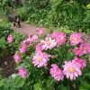 Оссе 🐱на прогулке и анемоны из серии Pretty Lady, они всегда зацветают первыми. Кустик компактный и весёленький. 🌸🌸😄