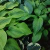У нас в саду есть тайные местечки с хостами 🍀🌱🌿 Эти все крупные. 🙆 Внизу с белым краем Zager's White Edge, слева, жёлтый с зелёным - Royal Flash 💛💚Справа, с длинными листьями - Smooth Sailing (листайте! 💚) У неё гладкие листья с выпуклыми жилками, длинные