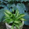 Малышка Dixie Chikadie 🌱 на фоне полинявшего слегка Titanium, 🌿 и, на втором фото, у сохранившего голубой налёт Silver Bay. 💙
