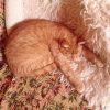 В дождик спится хорошо! 🌧 🛋😻💤 💛🤗