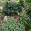 Август - ёлочки решили ещё подрасти 🌲⬆️ Во второй половине лета у елей, туй и некоторых других хвойных бывает вторая волна роста - это чудесно выглядит, как маленькая весна 💚На фото карликовые формы ели сербской Karel и Pimoko. 🌲🌲