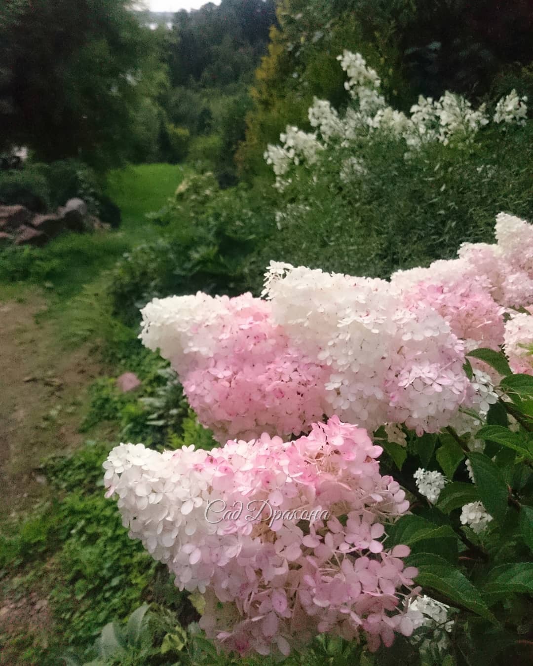 Vanilla Frise розовеет, White Lady остаётся белой леди.))?