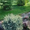История ёлочки.🌲 Мы 6 лет растили такую красавицу - довольно редкий карликовый сорт - из маленькой былиночки. 🌱 Пересадили.... и она погибла. 😢 И вот спустя 3 года увидели большую - и, конечно, купили. 🌲💙Мы - неисправимые транжиры. 🤗 Теперь в наших "горах