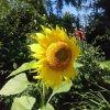 Вчера был День подсолнуха. 🌻Этот подсолнух синички посеяли на улице. 🌻 Он как будто куда-то летит. 🌻🍃 Навстречу бабочке - адмиралу? ❤ И какое сегодня чистое голубое небо! 💙💙💙