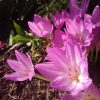 Сортовой колхикум "Принцесса Астрид" радуется солнышку. 🌸 Наверное, на его родине (Колхида, отсюда название, кто не знает) такие тёплые дни во время его цветения не редкость. 🤗 А мы радуемся, что лето продолжается, завтра +27°!