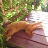 Гимнастика 🐱💛☀