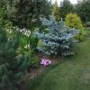 Куртинка колхикумов видна через всю поляну даже из окна. 🌸💖 Как я довольна, что отсадила сюда несколько луковиц пару недель назад! 😄👏