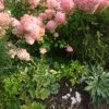 Большая гортензия и маааленькие белые безвременники. 🌾💐☺