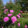 Замечательная многолетняя астра новобельгийская из Англии Particia Ballard 🌼💞🌼 Да, и погода - чудо! ☀🌻😄