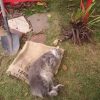 Делим пионы, 💮 Мотя 😻 помогает 😁