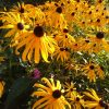 Рудбекия Goldsturm - солнечные цветочки 🌻☀💛