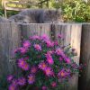Мотя и астра 🐱🌼