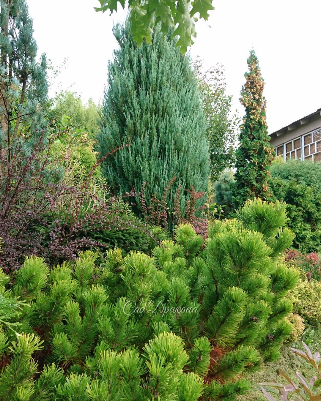 Начали желтеть зимнежёлтые сосны.🌲Это сосна горная Zundert.💛 Её хвоинки станут яркими по всей длине, и сохранят свой цвет до весны. 💛🌲