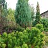 Начали желтеть зимнежёлтые сосны.🌲Это сосна горная Zundert.💛 Её хвоинки станут яркими по всей длине, и сохранят свой цвет до весны. 💛🌲