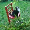 Оссе. Игра со страусником. 🐱🌿 Внизу лежит выкопанный Щитовник - Dryopterys dilatata Lepidota Crystata, его вайи 🌿 с красиво рассечёнными кончиками, (кристатная форма).🌿🌿🌿