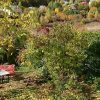 Дубовая роща вдалеке ещё зелёная. 🌳 А у нас сегодня листопад... 🍂🍂🍂