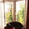 Оссе предпочитает лежать на окне внутри дома)) 🏠😽🍂☀️
