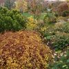 Сад в пасмурность и лёгкий дождик.🌧 Краски смягчились. 🍂🌿🍃 На переднем плане стефанандра Crispa. 💛