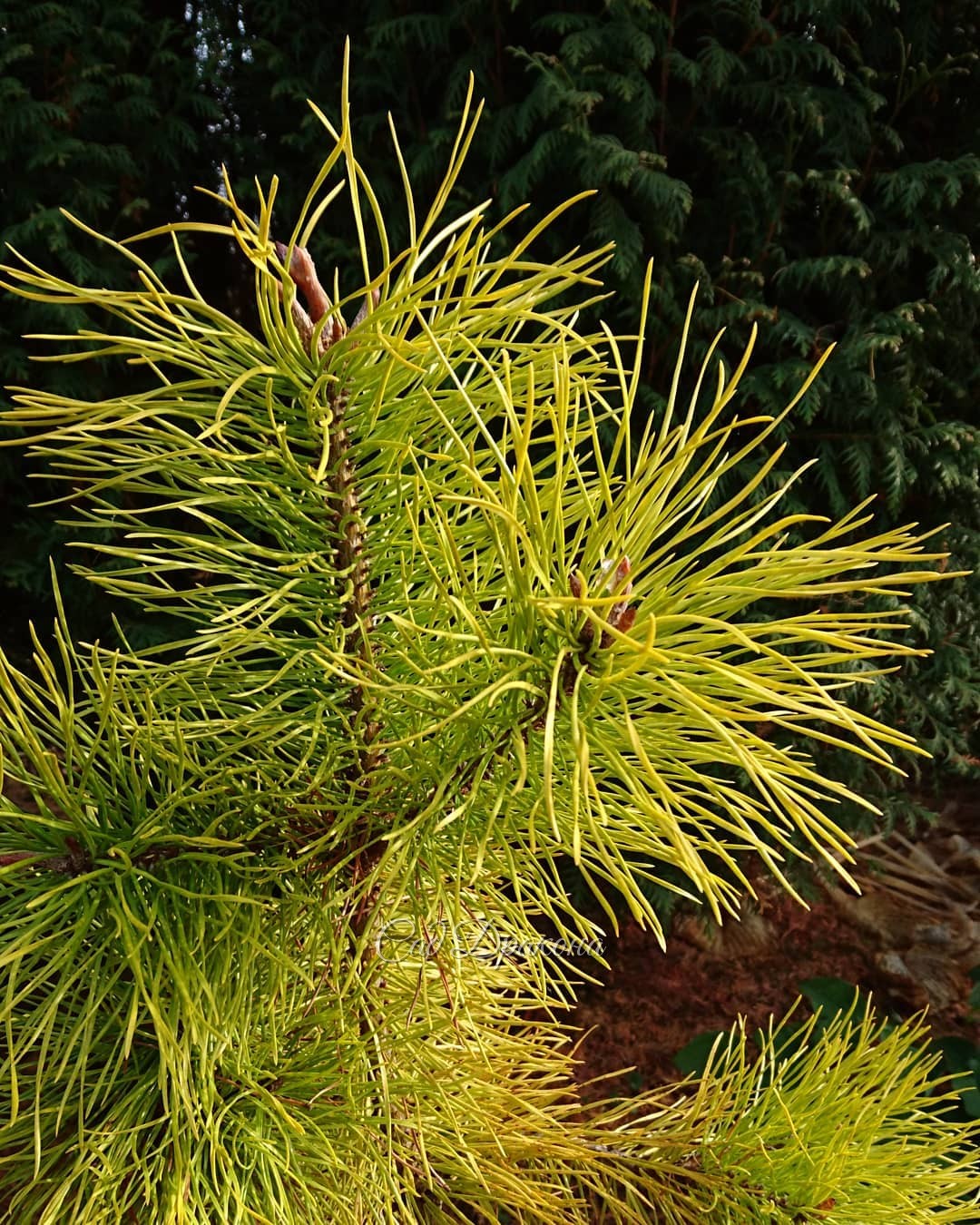 Свой ослепительный зимний цвет приобрела сосна скрученная (Pinus contorta) 💛 Сорт Chief Joseph, но у него должны быть приросты поменьше. 🤗 Интрига! 😍 Какой высоты вырастет эта сосна? 🌲💛 Главное - цвет - самый сияюще-жёлто-лимонный из всех желтеющих на зим