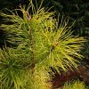 Свой ослепительный зимний цвет приобрела сосна скрученная (Pinus contorta) 💛 Сорт Chief Joseph, но у него должны быть приросты поменьше. 🤗 Интрига! 😍 Какой высоты вырастет эта сосна? 🌲💛 Главное - цвет - самый сияюще-жёлто-лимонный из всех желтеющих на зим