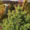 Хвойные растения поздней осенью создают уют. 💚💛🌲Они выходят на главные роли, когда красивые листья опадают 🍃🍁 На переднем плане наша любимица, сосна обыкновенная Trollgold.💛 И зимой, и летом она чуть золотистая, компактная, с небольшими приростами и недли