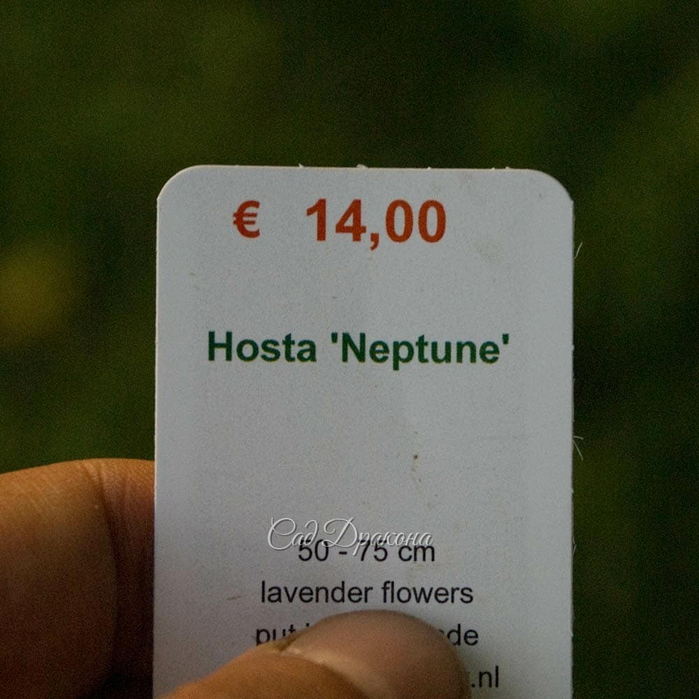 Хоста Neptune. 🌊🌊🌊 Бирюзово-голубые с белой изнанкой и волнистым краем заострённые листья с возрастом формируют красивый куст (фото 4). 🌿 Он снят в конце августа, поэтому восковой налёт уже почти исчез. На фото 5 чудом уцелевшая бирочка 10-летней давности