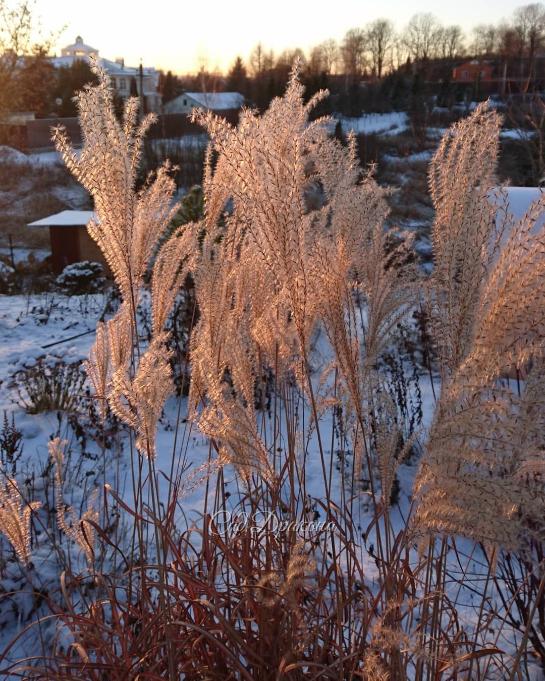 Мискантус на закате ?? Miscanthus chinensis Warlaufer.
