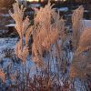 Мискантус на закате 🌾🌅 Miscanthus chinensis Warlaufer.
