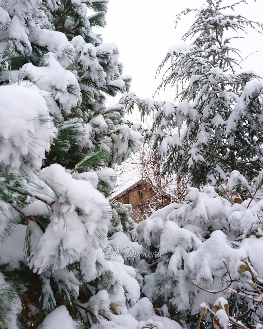 Сосна веймутова и Тсуга канадская. И много снега! ❄️❄️❄️🌨🌨🌨🌲😍