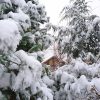 Сосна веймутова и Тсуга канадская. И много снега! ❄️❄️❄️🌨🌨🌨🌲😍
