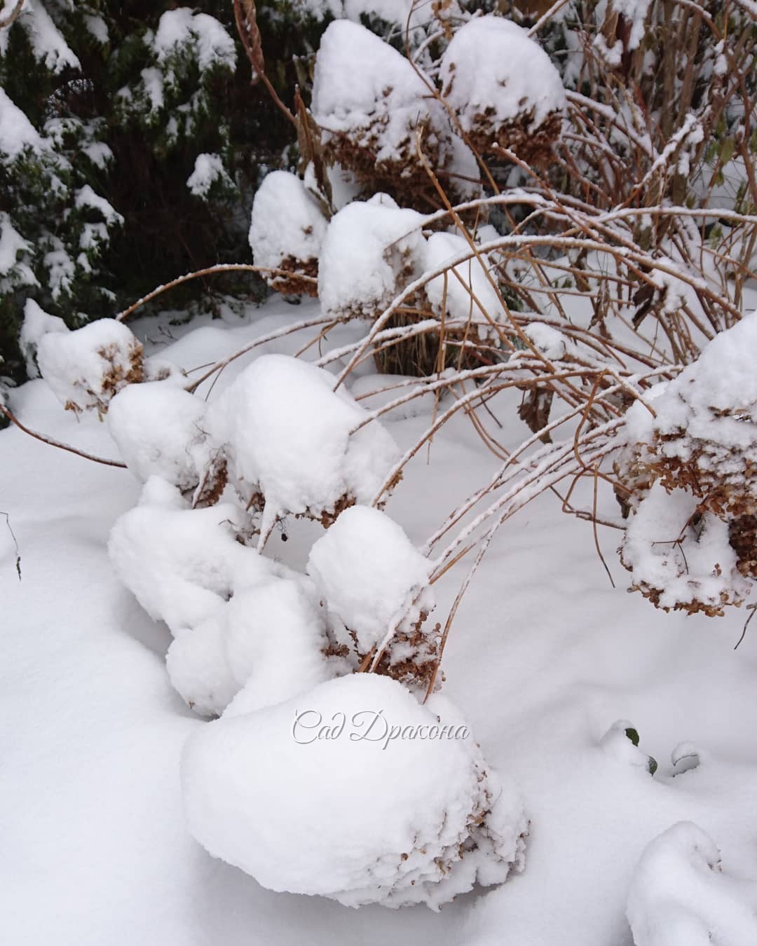 Гортензия "Снежный Шар" ❄️ 😉😁❄️ (Аннабель))) Hydrangea Annabelle ❄️