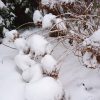 Гортензия "Снежный Шар" ❄️ 😉😁❄️ (Аннабель))) Hydrangea Annabelle ❄️