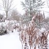 Астильбы 🌸❄️🌾❄️🌸 Сосна румелийская вдали.🌲